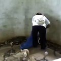 slap to cobra