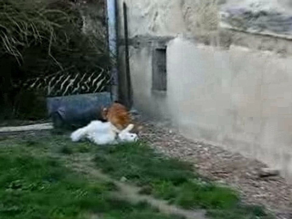 l'attaque du tigre