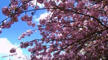 Sakura  Real Beauty Cherry Blossoms  Prague