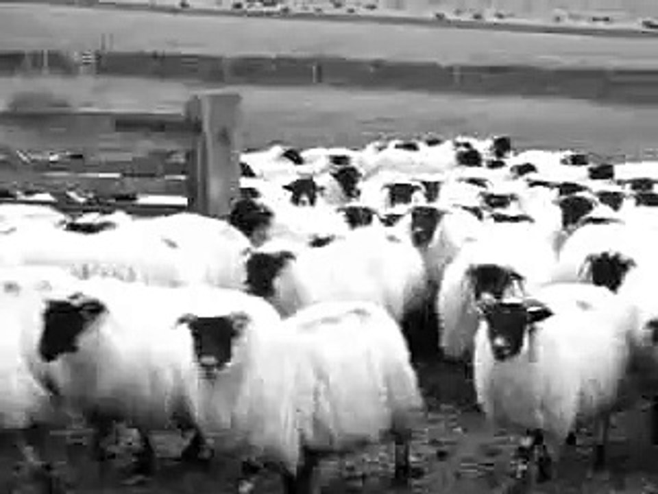 Like Sheep to the Slaughter