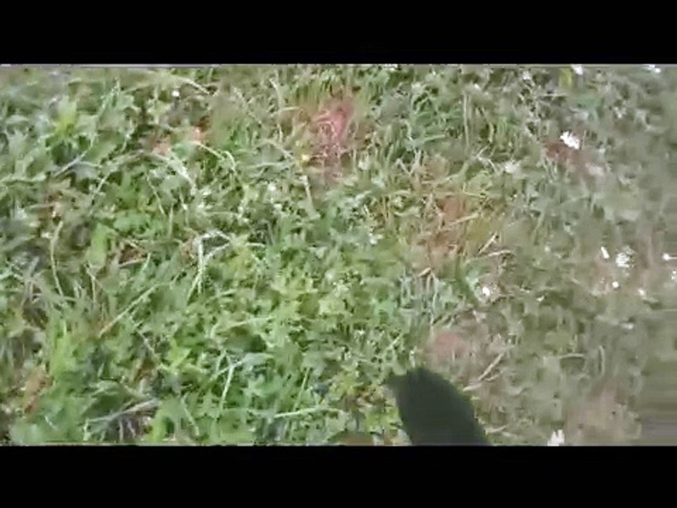 shooting cows with a paintball gun