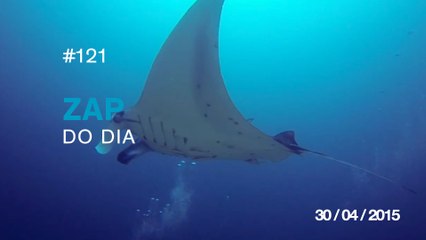 zap do dia #121