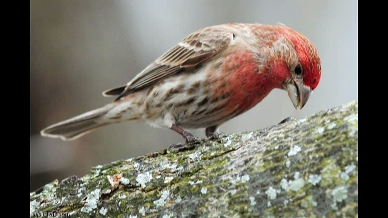 House Finch bird feeding her 5 little youngs babies