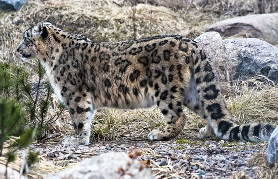 Снежный барс (ирбис)