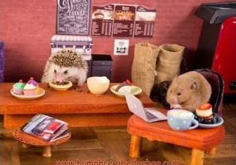 Hedgehog and Hamster Playdate in the Cute Critter Cafe
