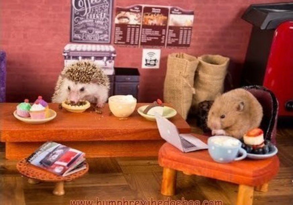 Hedgehog and Hamster Playdate in the Cute Critter Cafe