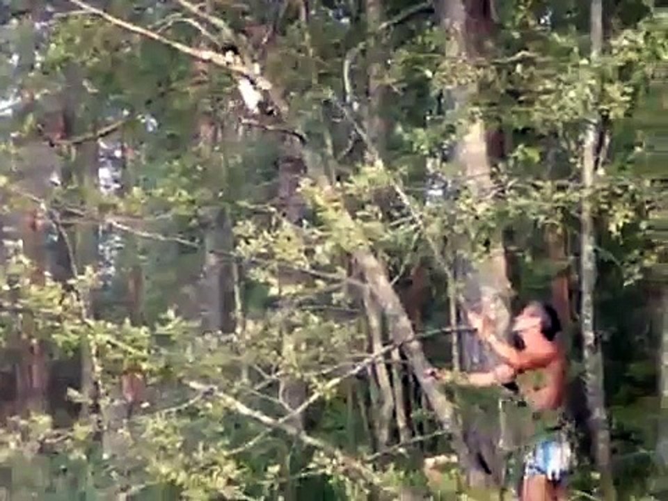cat vs tree