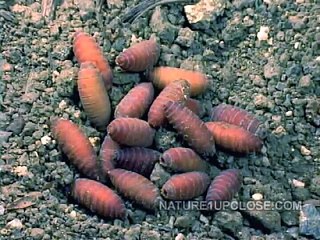 Ciclo de vida de la mosca (#586)