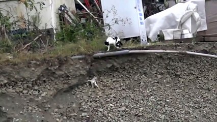 Une maman chat sauve son chaton