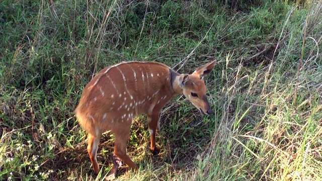 Pit-Voyage le sud de l’Afrique 2010(Afrique du sud;Zimbabwe;Mozambique)
