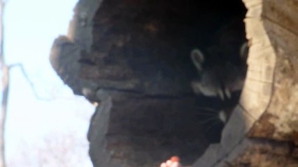 Le plus mignon des ratons