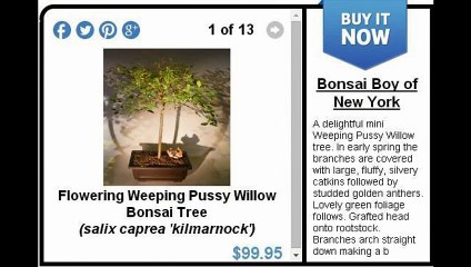 One of a Kind Bonsai Tree Specimens