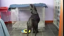 dog blanket