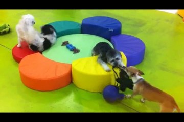 Awesome Dog Daycare & Boarding in Pasadena, CA