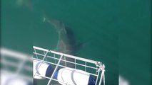 Great White Shark Attacks Diver, Near-Death Experience