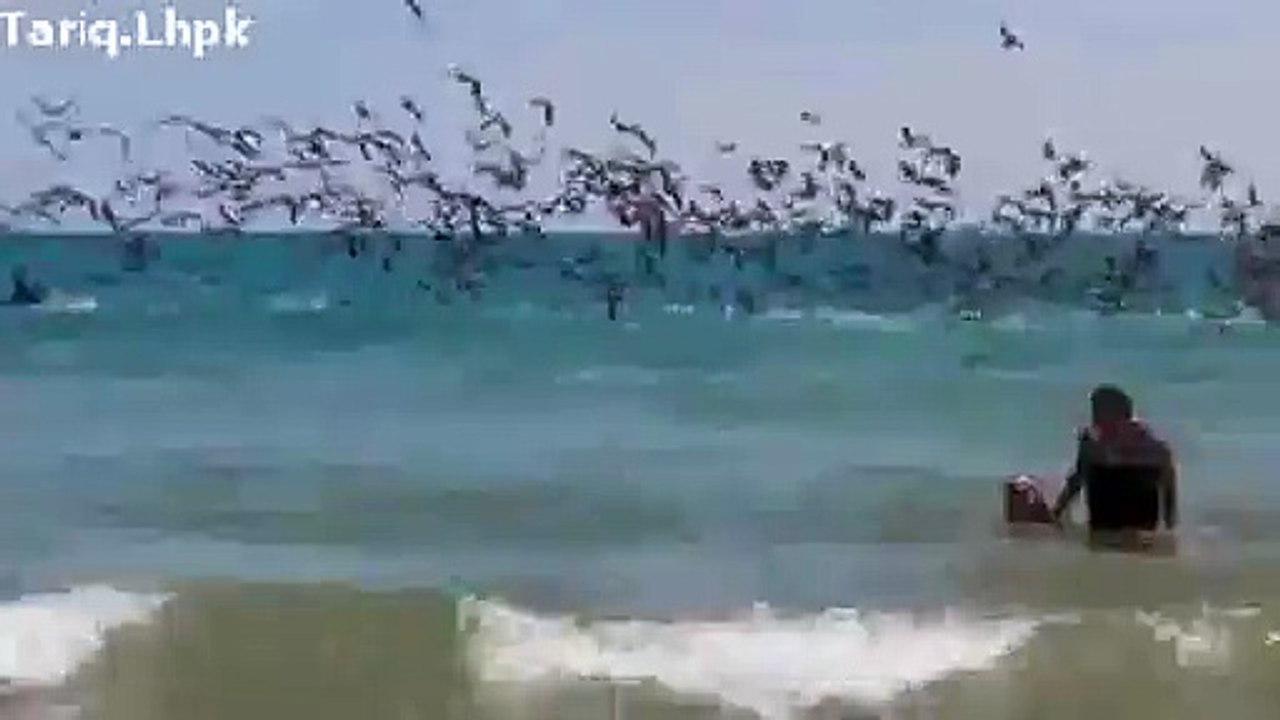 EAGLE FISHING