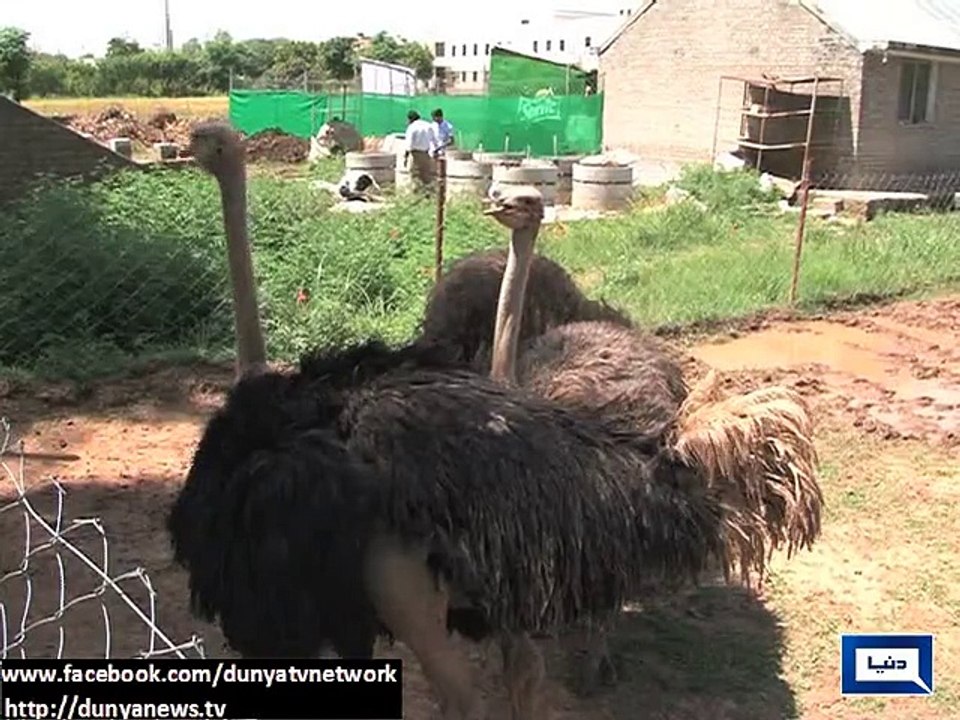 Dunya News - Rawalpindi: Barani University students start research on African Ostrich