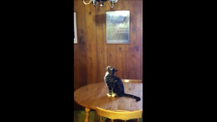 Cat desperately wants to play with own reflection