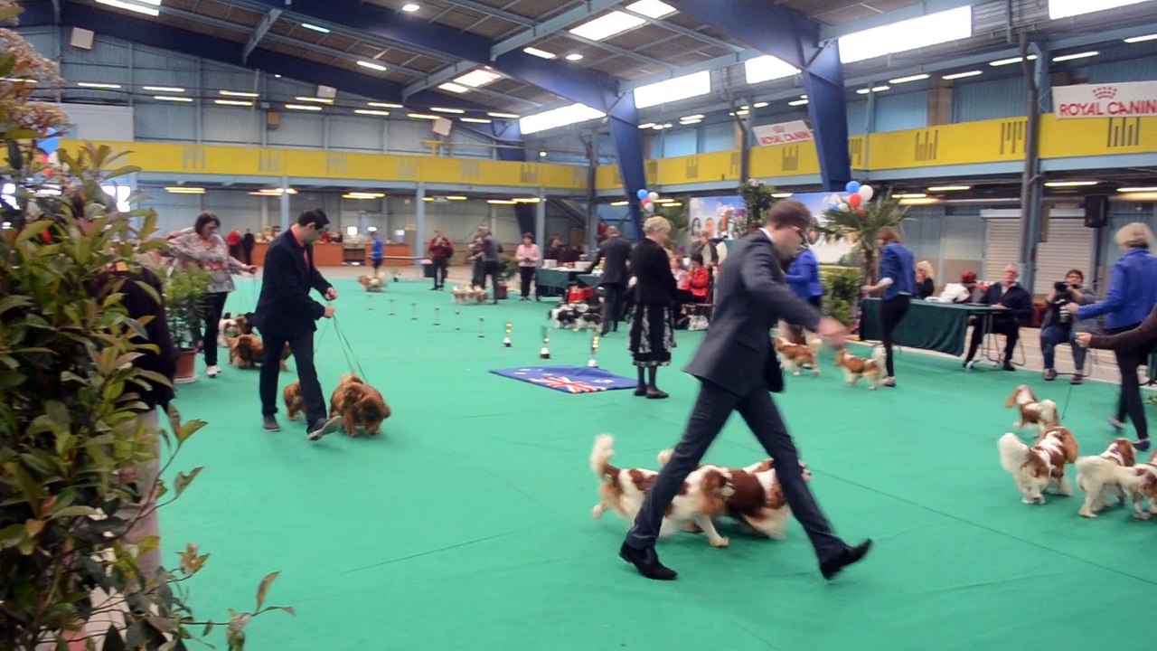 Cavalier king charles