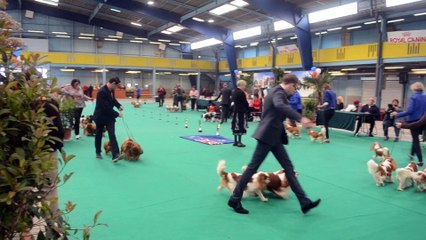 Cavalier king charles