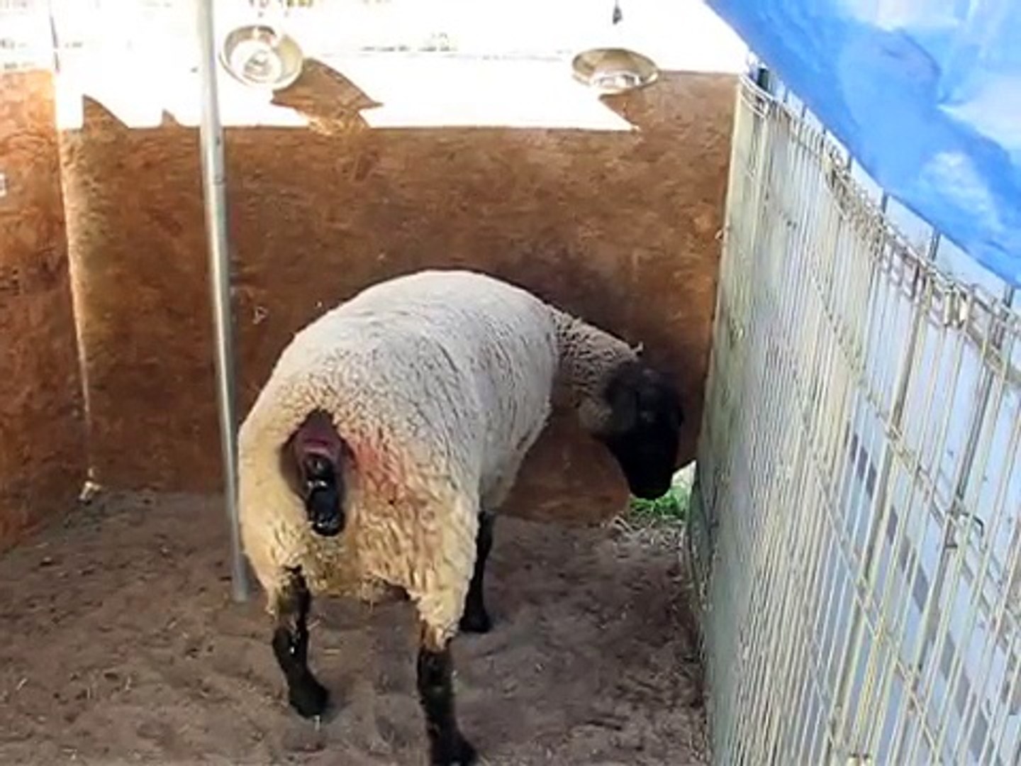 sheep giving birth