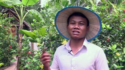 Ingresos por cuidar de las mariposas en Camboya