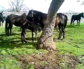 Cavalli Murgesi, cavalli da RE! www.circoloippicolacontessa.