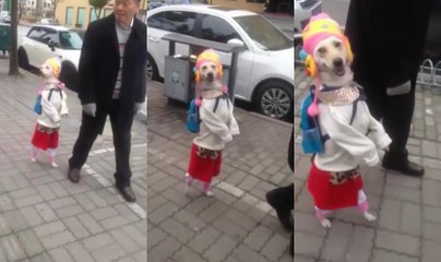 Удивительная собака