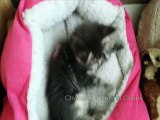 Chatons maine Coons 8 semaines (helfina coons)