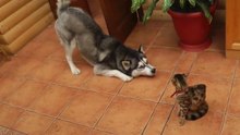 Хаски знакомится с кошкой