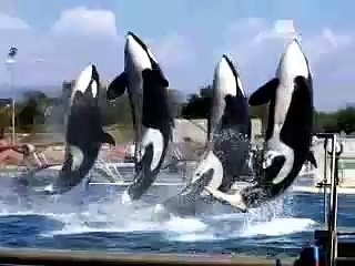 Orcas at Marineland Antibes