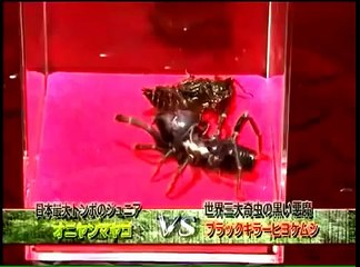 Camel Spider vs Strange Creature