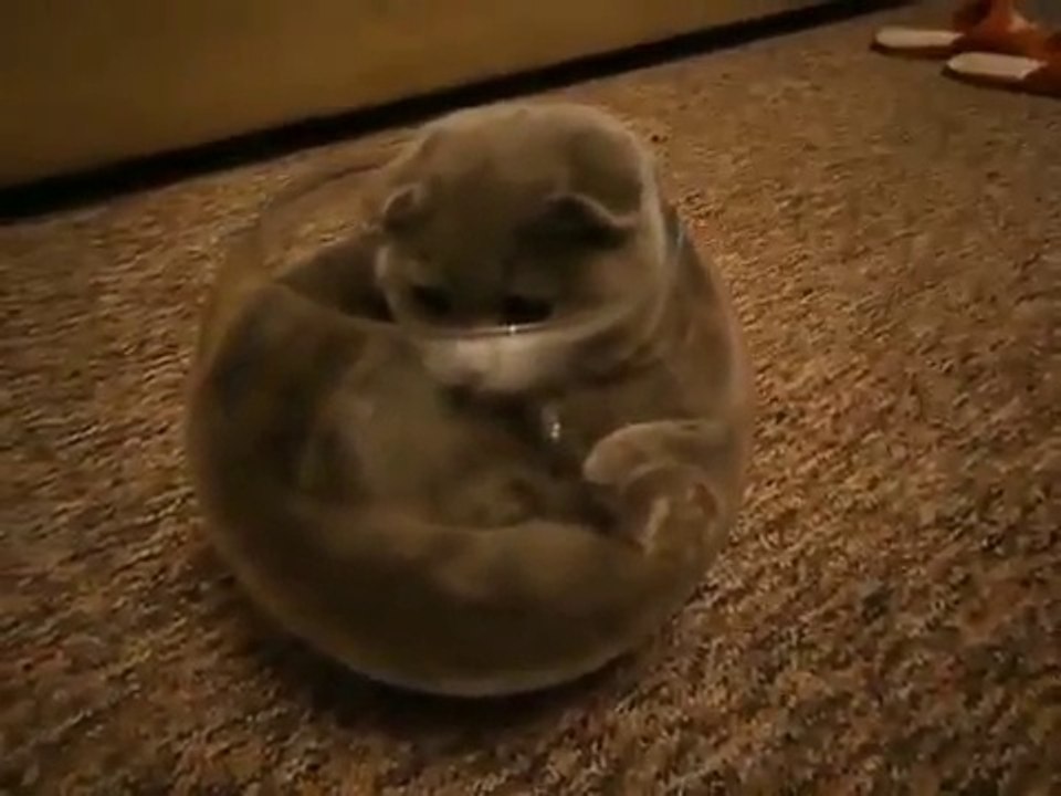 Cat in a jar