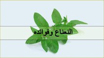 فوائد النعناع الصحية