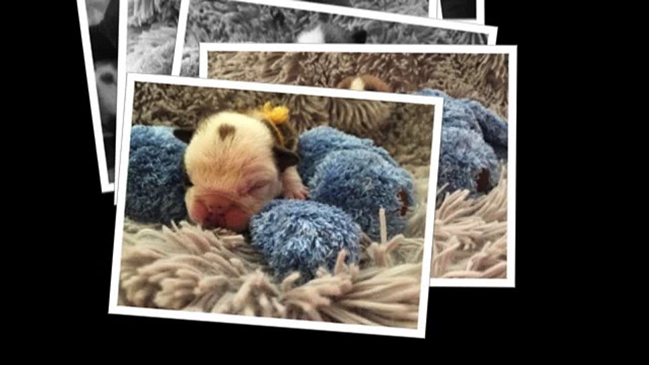 Bébés "Of Pretty Master Bulldog" 2015