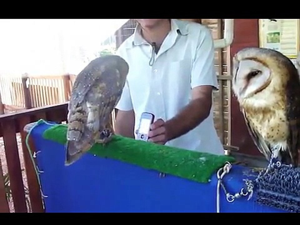 Funny Videos Of Funny Animals Compilation 2015 - NEW