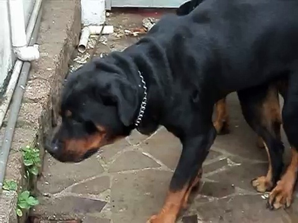 Rottweiler Cruzando - Igor e Duda   # 24/12/2011
