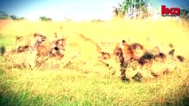 Lion vs Hyenas: Pack of Hyenas Attack Lion And Steal Its Prey