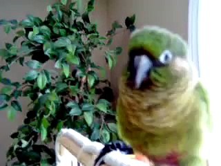 parrot "Jack "our Conure talking