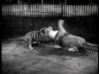 Big Cage Lion vs Tiger (Good Quality Version)