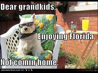 Hilarious Dogs Compilation 🐶