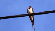 Ptice Hrvatske - Lastavica (Hirundo rustica) (Birds of Croatia - Swallow) (1/2)