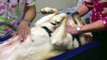 Pregnancy Ultrasound at Guide Dogs for the Blind