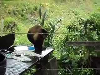 Очень чистоплотная обезьяна стирает белье/ Very clean monkey wash clothes