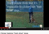 Clicker Training High Drive Dogs - Flipping the Script
