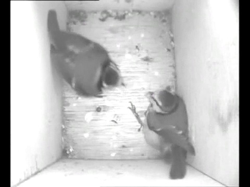 Blue Tit fight in nest box