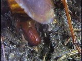 Cockroach laying eggs, eggs hatching (#248)