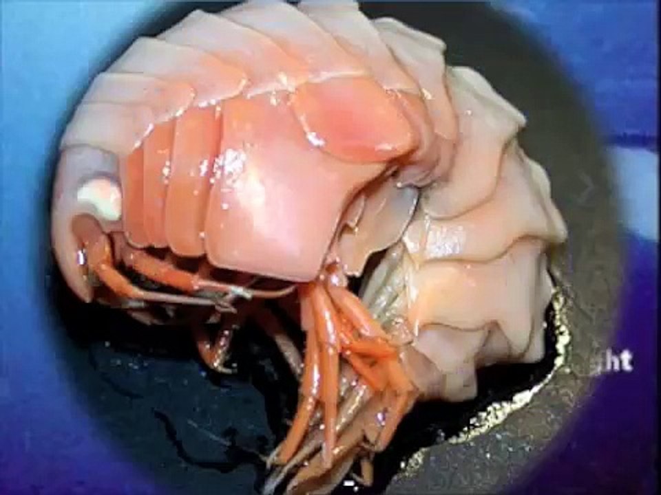 unknown creatures