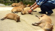 カピバラを連続ヘブン状態に (Scratching many capybaras)
