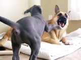 Blue Great Dane Puppy attacks German Shepherd